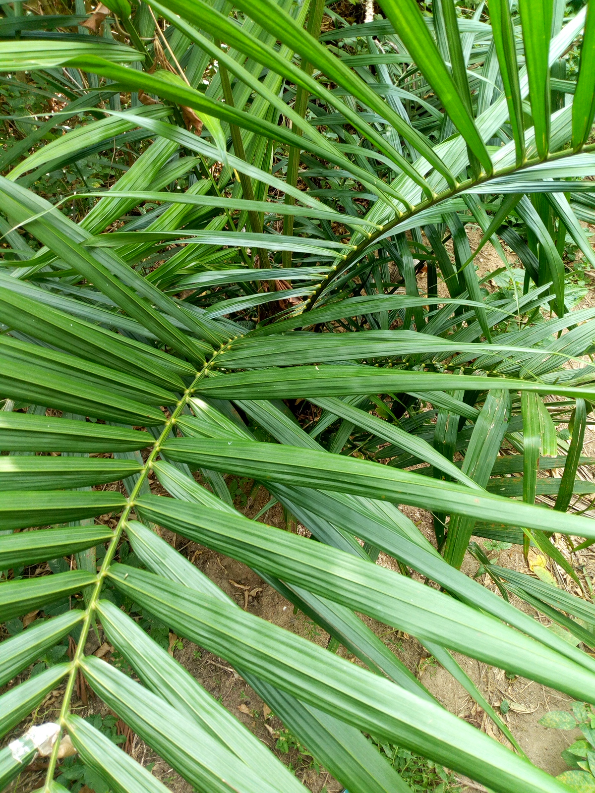 Oil Palm